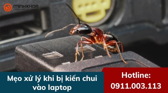 Có nên dùng thuốc diệt kiến để xử lý khi kiến xâm nhập vào laptop không?
